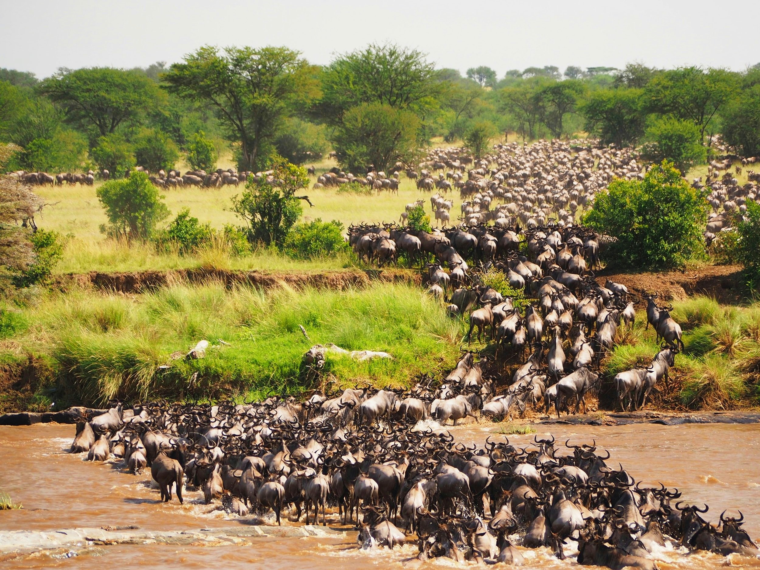 Wildebeest Migration