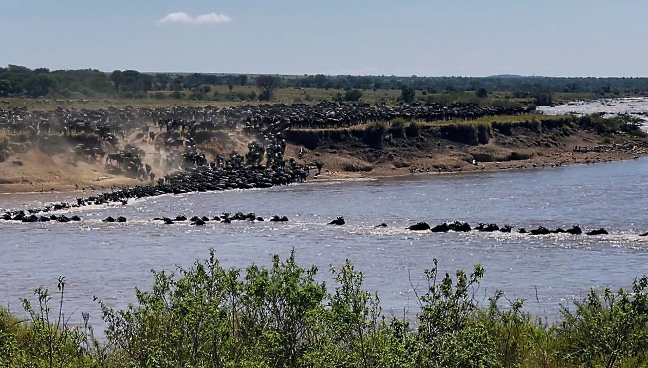 Wildebeest Migration