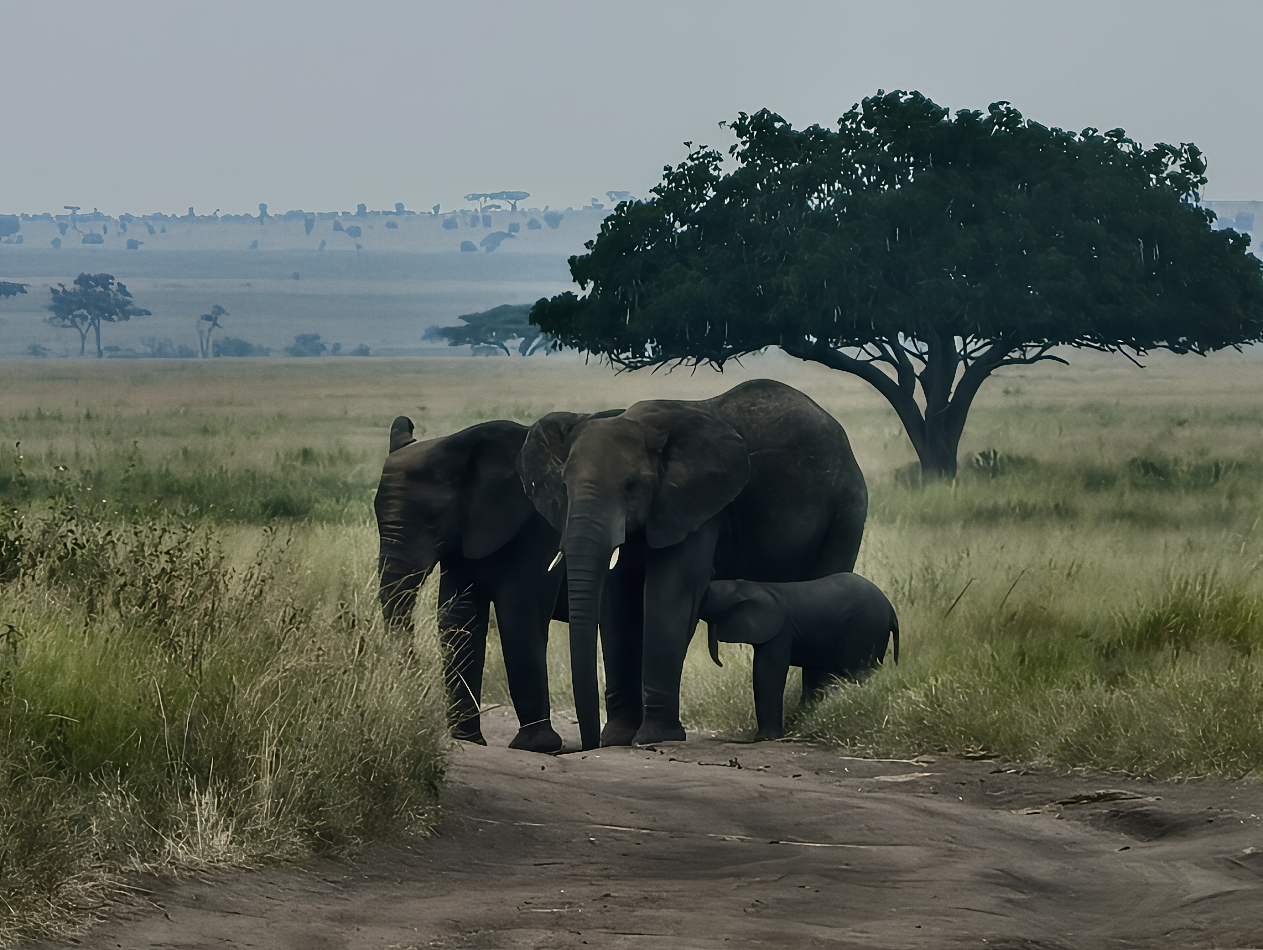 Tanzania wildlife